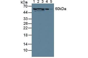 Figure. (SERPINC1 Antikörper  (AA 33-465))