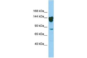 Host:  Rabbit  Target Name:  Cux2  Sample Type:  Mouse Testis lysates  Antibody Dilution:  0. (CUX2 Antikörper  (N-Term))