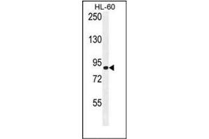 Western blot analysis of DCDC5 Antibody (C-term) in HL-60 cell line lysates (35ug/lane). (DCDC5 Antikörper  (C-Term))