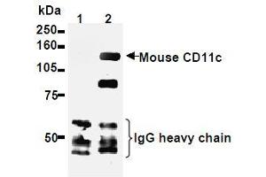 Western Blotting (WB) image for anti-Integrin, alpha X (Complement Component 3 Receptor 4 Subunit) (ITGAX) antibody (ABIN1449276)