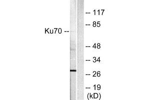 Western Blotting (WB) image for anti-X-Ray Repair Complementing Defective Repair in Chinese Hamster Cells 6 (XRCC6) (C-Term) antibody (ABIN1848653) (XRCC6 Antikörper  (C-Term))