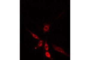 ABIN6275698 staining  HepG2 cells by IF/ICC. (SLC30A9 Antikörper  (Internal Region))