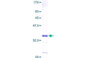 HMGN3 Protein (AA 1-77) (GST tag)