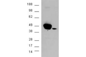Image no. 2 for anti-Mitogen-Activated Protein Kinase 3 (MAPK3) (N-Term) antibody (ABIN374560) (ERK1 Antikörper  (N-Term))
