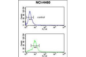 Flow cytometric analysis of NCI-H460 cells (bottom histogram) compared to a negative control cell (top histogram). (MUTYH Antikörper  (AA 341-367))