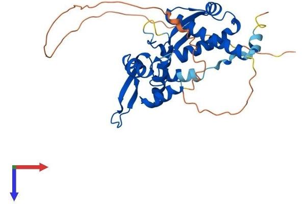 MAGEA4 Protein (AA 1-317) (His tag)