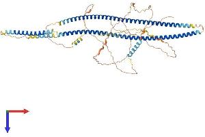 Filensin Protein (AA 1-665) (His tag)