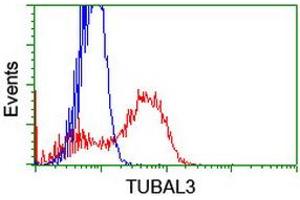 HEK293T cells transfected with either RC216194 overexpress plasmid (Red) or empty vector control plasmid (Blue) were immunostained by anti-TUBAL3 antibody (ABIN2455291), and then analyzed by flow cytometry. (TUBAL3 Antikörper  (AA 150-446))