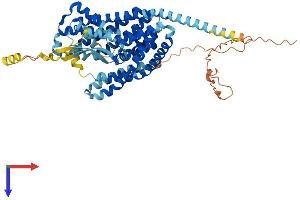 SLC1A2 Protein (AA 1-574) (His tag)