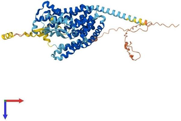 SLC1A2 Protein (AA 1-574) (His tag)