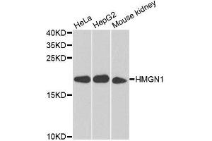 Western blot analysis of extracts of various cell lines, using HMGN1 antibody. (HMGN1 Antikörper  (AA 1-100))