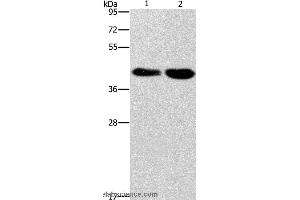 Western blot analysis of Raji and 293T cell, using STK17A  Polyclonal Antibody at dilution of 1:900 (STK17A Antikörper)