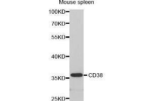 CD38 Antikörper  (AA 1-300)