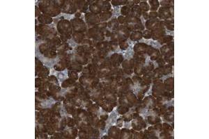 Immunohistochemical staining of human pancreas with TMED9 polyclonal antibody  shows strong cytoplasmic positivity in exocrine glandular cells.