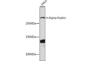 Western blot analysis of extracts of HeLa cells, using Alpha Fodrin Rabbit mAb (ABIN7270518) at 1:1000 dilution. (SPTAN1 Antikörper)