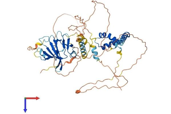 HBP1 Protein (AA 1-516) (His tag)
