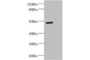 Western blot All lanes: LILRB4 antibody at 3. (LILRB4 Antikörper  (AA 22-259))