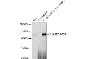 Immunoprecipitation analysis of 300 μg extracts of Jurkat cells using 3 μg CoREST/RCOR1 antibody (ABIN6128626, ABIN6146830, ABIN6146831 and ABIN6216621). (CoREST Antikörper  (AA 256-485))
