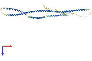 CEP55 Protein (AA 1-462) (His tag)