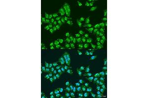 Immunofluorescence (IF) image for anti-THO Complex 1 (THOC1) (AA 428-657) antibody (ABIN6149115)