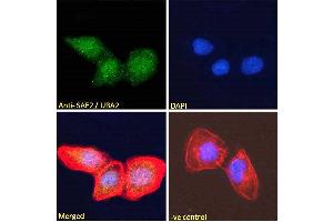 ABIN185083 Immunofluorescence analysis of paraformaldehyde fixed U2OS cells, permeabilized with 0. (UBA2 Antikörper  (N-Term))