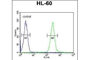 TCL6 Antibody (C-term) (ABIN654803 and ABIN2844478) flow cytometric analysis of HL-60 cells (right histogram) compared to a negative control cell (left histogram). (TCL6 Antikörper  (C-Term))