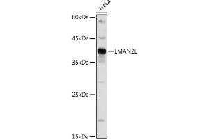 Western blot analysis of extracts of HeLa cells, using LML antibody (ABIN7268204) at 1:1000 dilution. (LMAN2L Antikörper)