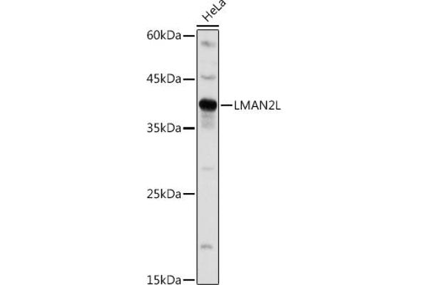 LMAN2L antibody