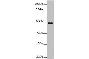 Western blot All lanes: SMOC1 antibody at 14 μg/mL + Mouse skeletal muscle tissue Secondary Goat polyclonal to rabbit IgG at 1/10000 dilution Predicted band size: 48 kDa Observed band size: 48 kDa (SMOC1 Antikörper  (AA 277-382))