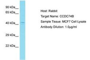 Image no. 1 for anti-Coiled-Coil Domain Containing 74B (CCDC74B) (AA 63-112) antibody (ABIN6750727) (CCDC74B Antikörper  (AA 63-112))