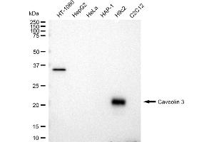 Western blotting analysis using Caveolin 3 antibody (ABIN7797948). (Rekombinanter Caveolin 3 Antikörper)