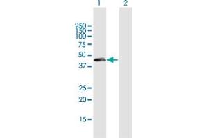 Western Blot analysis of THAP11 expression in transfected 293T cell line by THAP11 MaxPab polyclonal antibody. (THAP11 Antikörper  (AA 1-314))