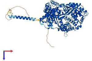 ECE1 Protein (AA 1-769) (His tag)