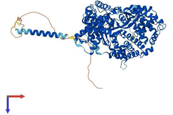 ECE1 Protein (AA 1-769) (His tag)