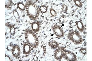 KIF25 antibody was used for immunohistochemistry at a concentration of 4-8 ug/ml to stain Epithelial cells of collecting tubule (lndicated with Arrows) in Human Kidney. (KIF25 Antikörper  (C-Term))
