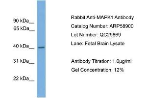 WB Suggested Anti-MAPK1  Antibody Titration: 0. (ERK2 Antikörper  (Middle Region))