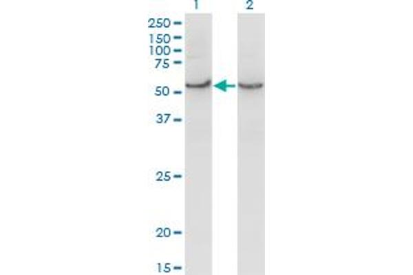 COX15 Antikörper  (AA 92-152)