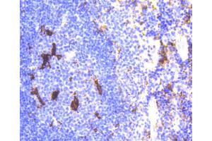 Immunohistochemistry of paraffin-embedded mouse spleen using LYZ antibody (ABIN5997039) at dilution of 1/100 (40x lens). (LYZ Antikörper)