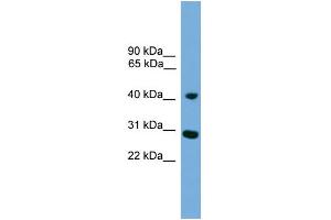 WB Suggested Anti-CRLS1 Antibody Titration:  0. (CRLS1 Antikörper  (Middle Region))