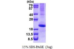 Image no. 1 for Transcription Factor MafK (MAFK) protein (His tag) (ABIN1098756)