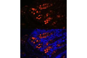 Immunofluorescence analysis of mouse colon using ITLN1 Rabbit pAb (ABIN6132446, ABIN6142601, ABIN6142602 and ABIN6223070) at dilution of 1:100 (40x lens). (ITLN1/Omentin Antikörper  (AA 19-313))