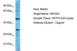 Host: Rabbit Target Name: OR10A2 Sample Type: HCT15 Whole Cell lysates Antibody Dilution: 1. (Olfactory Receptor, Family 10, Subfamily A, Member 2 (OR10A2) (C-Term) Antikörper)