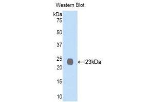 Western Blotting (WB) image for anti-Membrane Metallo-Endopeptidase (MME) (AA 565-750) antibody (ABIN1859980) (MME Antikörper  (AA 565-750))