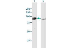Western Blot analysis of GPHN expression in transfected 293T cell line by GPHN MaxPab polyclonal antibody. (Gephyrin Antikörper  (AA 1-769))