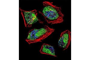 Fluorescent confocal image of Hela cell stained with CNOT8 Antibody (C-term) (ABIN390421 and ABIN2840809). (CNOT8 Antikörper  (C-Term))