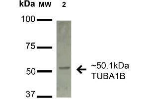 Western blot analysis of Human A549 cell lysates showing detection of 50. (alpha Tubulin Antikörper  (Biotin))