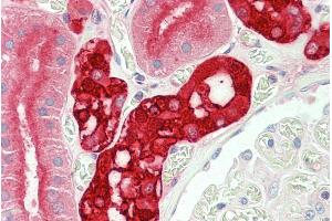 ABIN5539806 (5µg/ml) staining of paraffin embedded Human Kidney. (CALB1 Antikörper  (Internal Region))