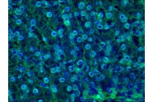 Immunohistochemistry on frozen sections of swine liver showing nuclear lamina staining in hepatocytes