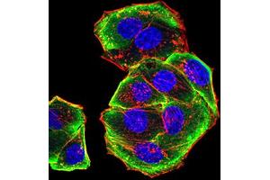 Immunofluorescence (IF) image for anti-Aurora Kinase A (AURKA) (AA 268-404) antibody (ABIN5611121)