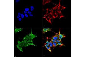 Immunocytochemistry/Immunofluorescence analysis using Mouse Anti-GABA-A Receptor Alpha4 Monoclonal Antibody, Clone S398A-34 (ABIN6932439).